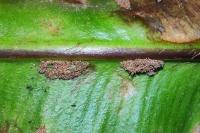 Psychoides verhuella