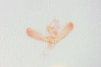 Elachista biatomella