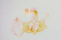 Coleophora ibipennella