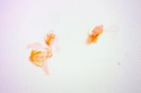 Stomopteryx flavipalpella