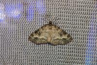 Pterapherapteryx sexalata