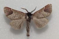 Clostera curtula