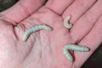 Mythimna litoralis