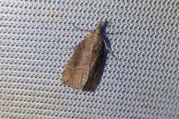 Hypena rostralis