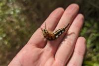 Orgyia recens