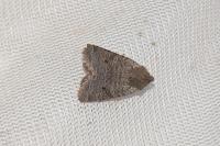 Spudaea ruticilla