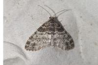 Lobophora halterata