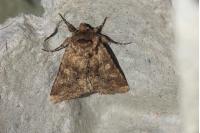 Conisania luteago