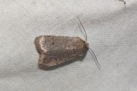 Orthosia cruda