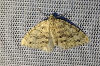 Colostygia multistrigaria