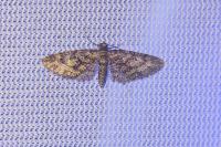 Eupithecia cocciferata
