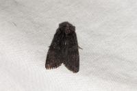 Dryobotodes tenebrosa