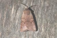 Spudaea ruticilla