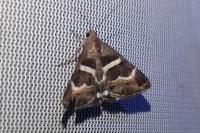 Grammodes stolida
