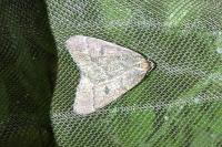 Theria primaria