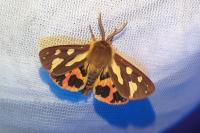 Arctia testudinaria