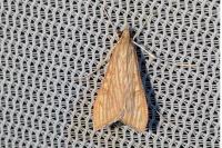 Antigastra catalaunalis