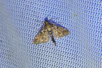 Duponchelia fovealis