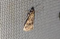 Hellula undalis