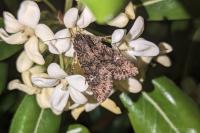 Mamestra brassicae
