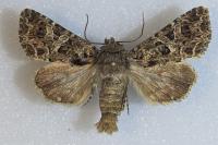 Hadena bicruris