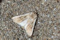 Agrotis ripae
