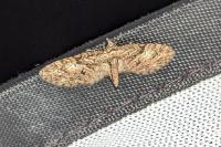 Eupithecia abbreviata
