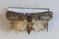 Nycteola