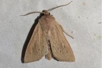Rhizedra lutosa