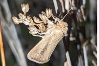 Sesamia nonagrioides