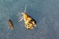 Tebenna micalis