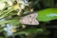 Caradrina morpheus