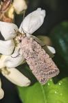 Caradrina clavipalpis