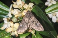 Mamestra brassicae