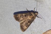 Agrotis trux