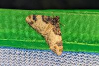 Catarhoe cuculata