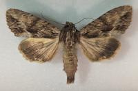 Apamea monoglypha