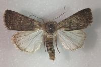 Caradrina flavirena