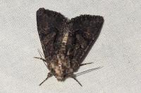 Dryobotodes tenebrosa