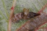 Coleophora potentillae