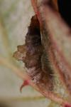 Coleophora potentillae