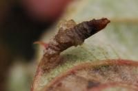 Coleophora potentillae