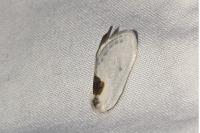 Cilix glaucata/hispanica