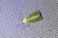 Earias clorana