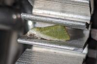 Earias clorana
