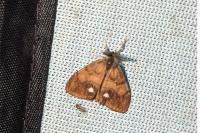Orgyia antiqua