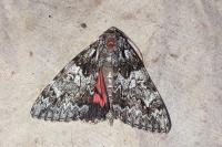 Catocala promissa
