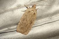Agonopterix scopariella