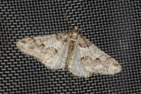 Agriopis leucophaearia