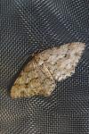 Ectropis crepuscularia